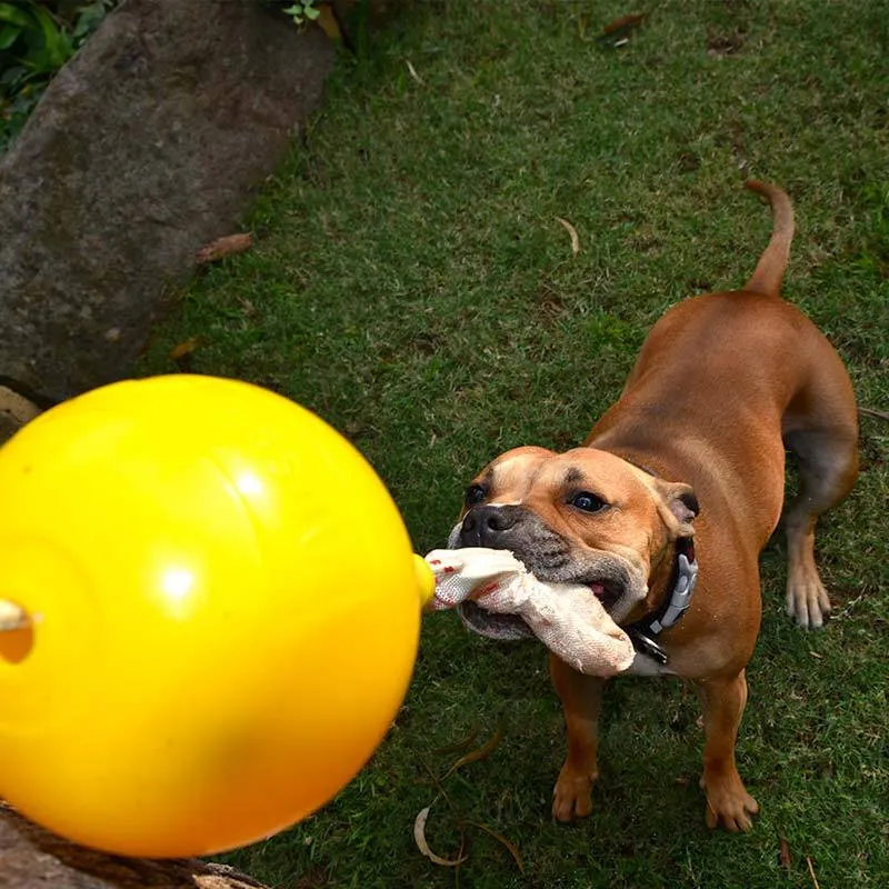 Aussie Dog Home Alone Large