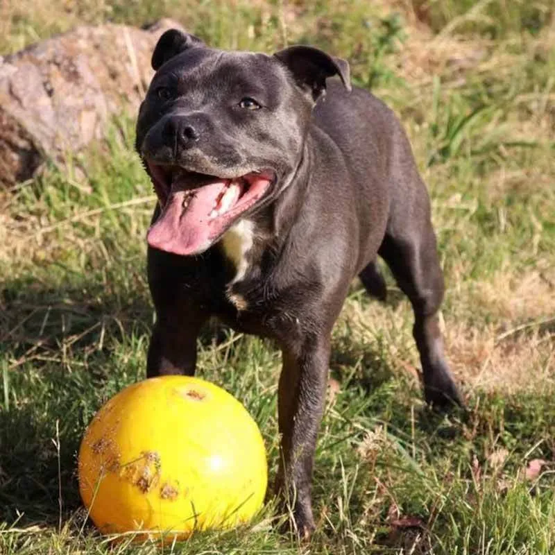 Aussie Dog Tucker Ball Large