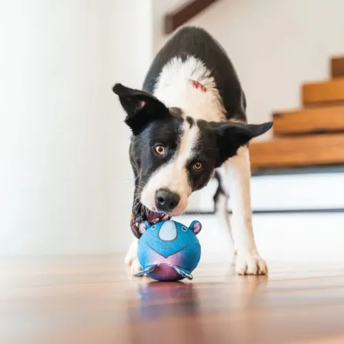 DURABLES Ball Toy — Rhino